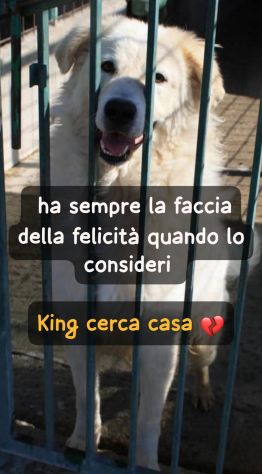 KING MAREMMANO 4 ANNI - Foto 3