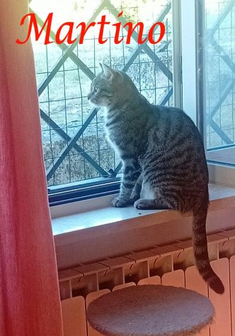 MARTINO, dolcissimo micio in adozione
