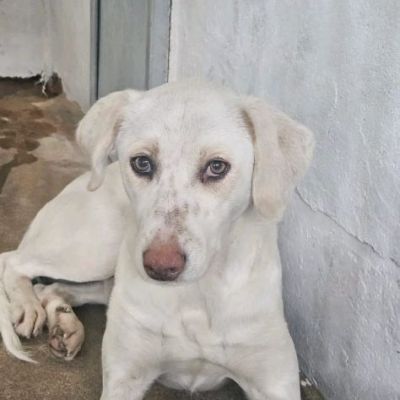 QUERA CAGNOLINA IN ADOZIONE - Foto 2