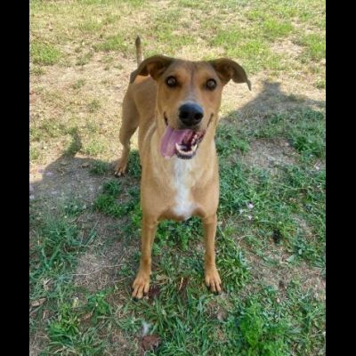 DOROTY ALLEGRA E SOCIEVOLE CAGNOLINA IN ADOZIONE