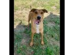 DOROTY ALLEGRA E SOCIEVOLE CAGNOLINA IN ADOZIONE