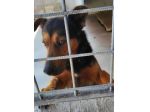 CANE IN ADOZIONE: GRISU' il lupetto abbandonato.