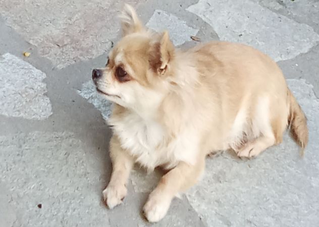 Vendo chihuahua femmina con pedigree Enci