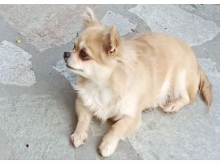 Vendo chihuahua femmina con pedigree Enci