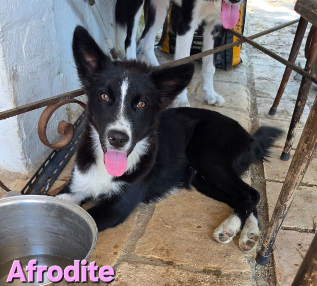 AFRODITE - Foto 3