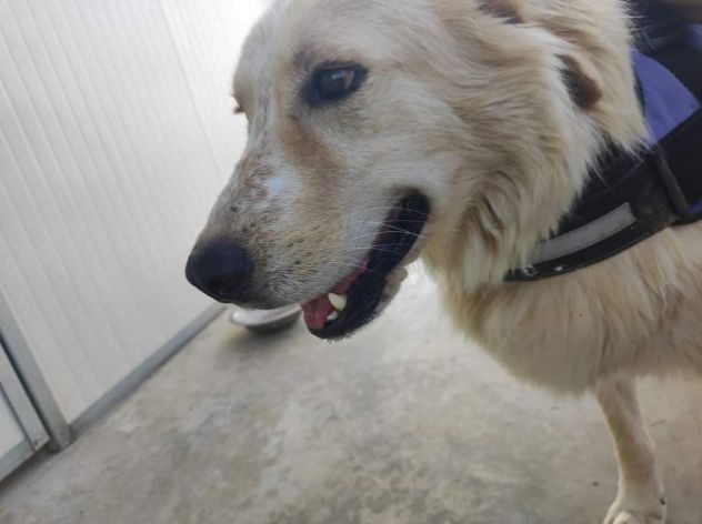 RENZO MAESTOSAMENTE MERAVIGLIOSO CANE IN ADOZIONE - Foto 2