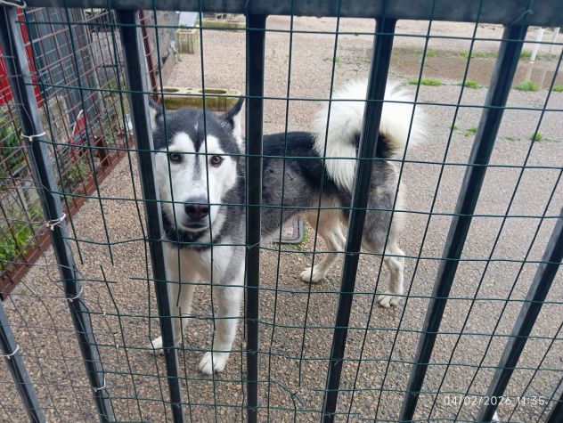 Aron husky - Foto 4