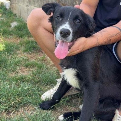 FLIC LA TENEREZZA CERCA CASA, CUCCIOLO IN ADOZIONE - Foto 5