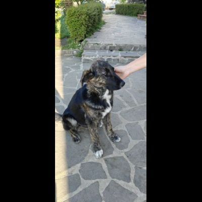 DANA E BERNA CUCCIOLE IN ADOZIONE - Foto 5
