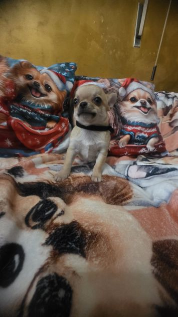 Chihuahua piccoli - Foto 4
