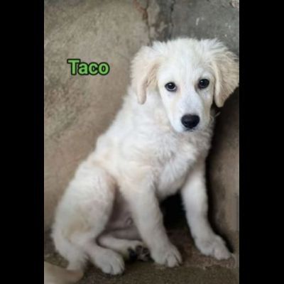 TICO E TACO MERAVIGLIE DI CUCCIOLI IN ADOZIONE - Foto 3