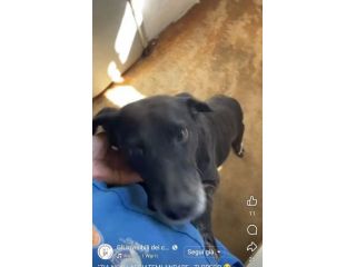 MOZART 15 KG DI BONTÀ CAGNOLINO IN ADOZIONE