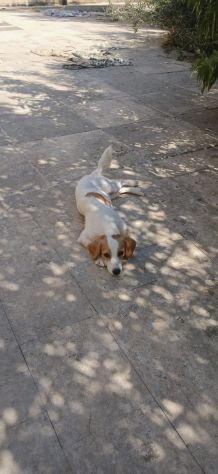 Dolcissima lella taglia piccola - Foto 4