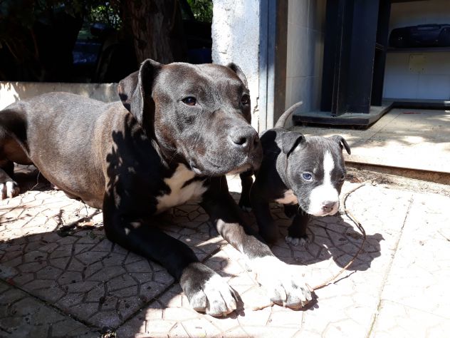 American Staffordshire Terrier Bari Foggia Taranto Brindisi Lecce - Foto 5