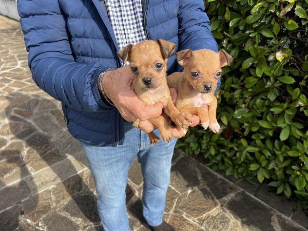 Cuccioli di Chihuahua X Pinscher - Foto 4