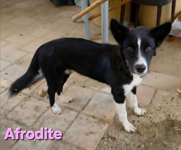 AFRODITE - Foto 3