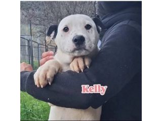 KARIN E I SUOI CUCCIOLI KURT E KELLY,  CANI IN ADOZIONE