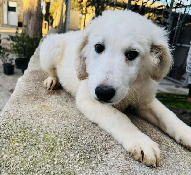 CUCCIOLE 5 MESI taglia media SONO IN CANILE - Foto 5