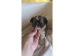 Cuccioli di chihuahua toy