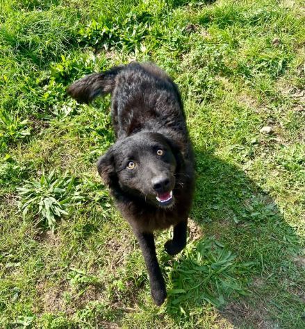 Giò Giò occhi magici, carattere splendido cane in adozione - Foto 6