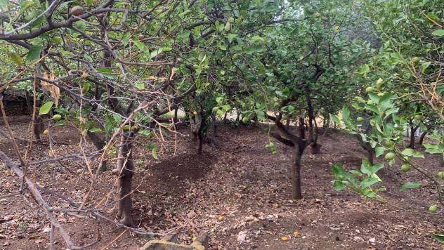 Terreno Agricolo in vendita a Santa Flavia - Foto 15