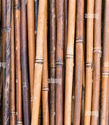 Vendo canne comuni Arundo Donnax e canne di Bambù - provincia Torino