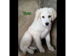 TICO E TACO MERAVIGLIE DI CUCCIOLI IN ADOZIONE