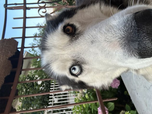 Husky Siberiano disponibile per monta - Foto 3