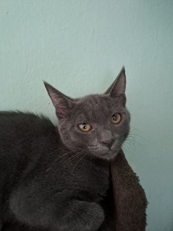 ELEOISE e PENELOPE, adorabili gattine in adozione! - Foto 9