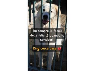 KING MAREMMANO 4 ANNI