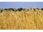 1 o 2 Aziende  Agricole a Sud di AL
