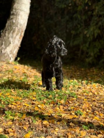 Cuccioli cocker spaniel