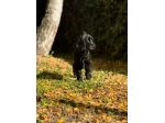 Cuccioli cocker spaniel