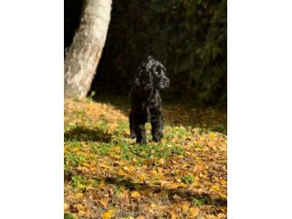 Cuccioli cocker spaniel