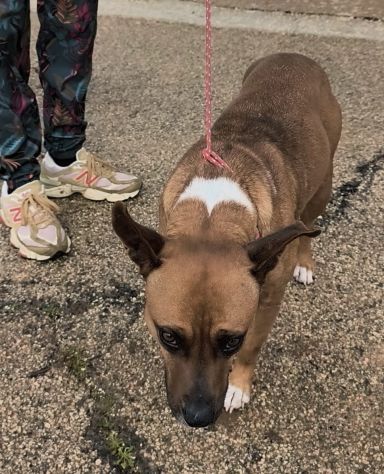 Eva una dolcissima cagnolina amstaff cerca una casa con un amorevole famiglia - Foto 4