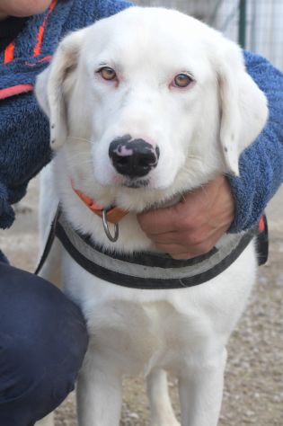 Blanche , da cucciola vive in canile - Foto 6