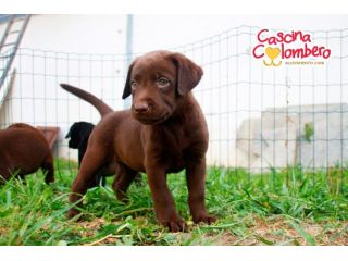 LABRADOR RETRIEVER CUCCIOLI MARRONE