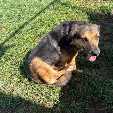 NICOLETTA CERCA SALVEZZA CANE IN ADOZIONE - Foto 8