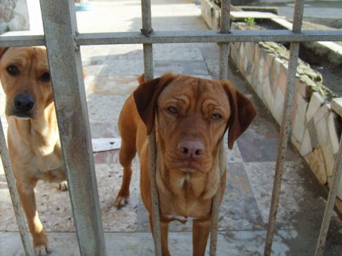 JACK E JESS, mix rhodesian - Foto 2