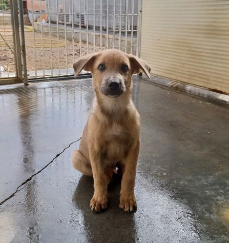 Paride dolce cucciolo in adozione - Foto 2
