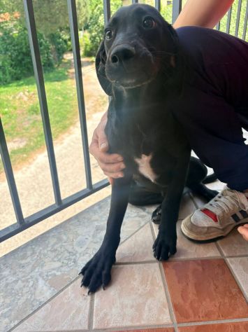 Charlie cucciolo