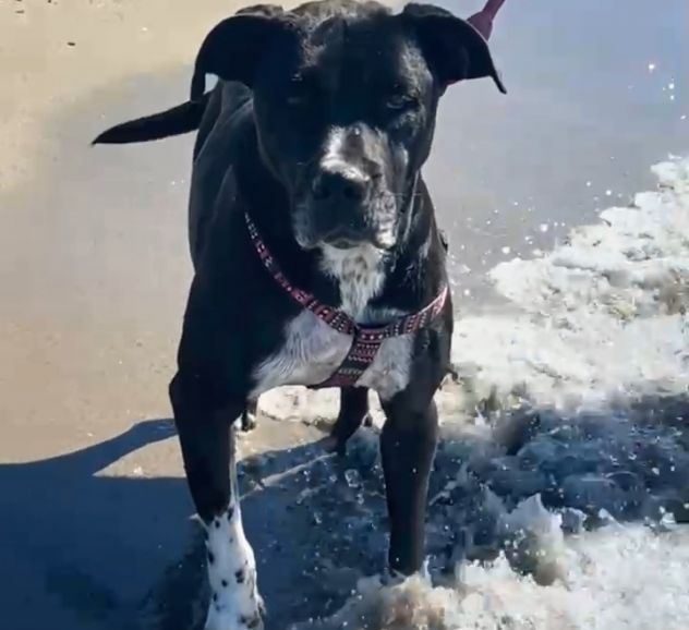 Sasha: giovane mix Amstaff. Adozione o stallo - Foto 2
