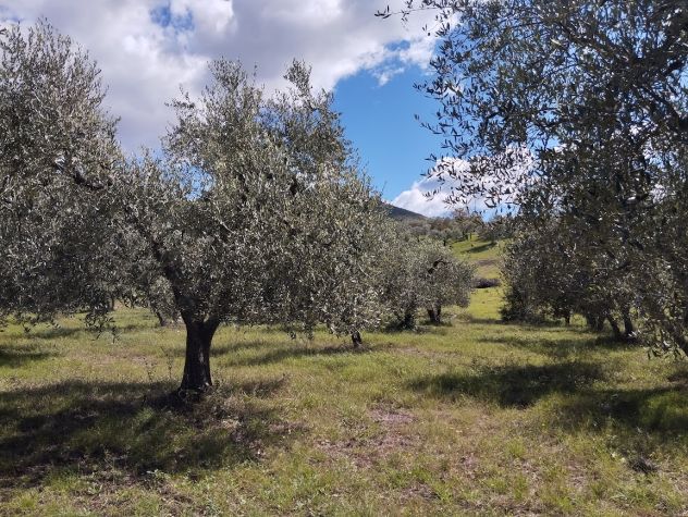 terreno agricolo - Foto 2