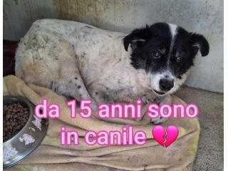 LILLA 15 ANNI 16 KG taglia media piccola