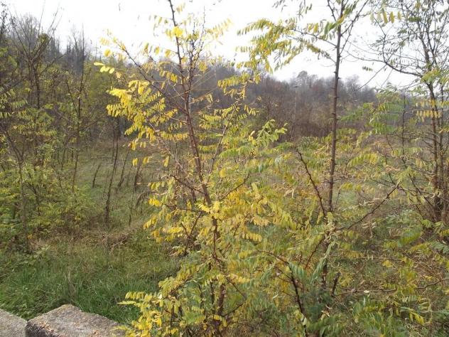 San Michele Mondovì (CN), appartamento al pianterreno - Foto 16