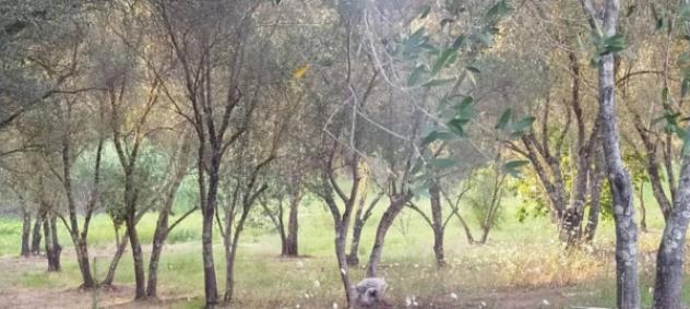 Immobile in asta di 6160 m² in vendita a Seminara - Foto 3
