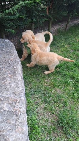 Cuccioli di Golden Retriever con pedigree ENCI - Foto 4