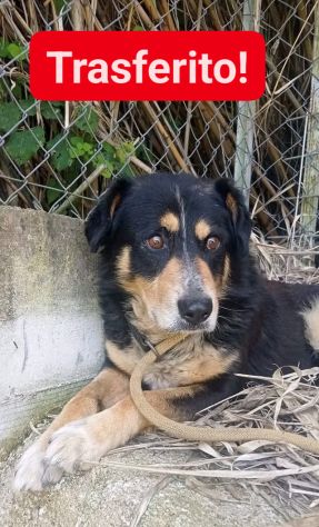 GATSBY CAGNOLINO IN ADOZIONE - Foto 2