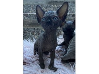 Gatti sphynx