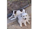 DUE VITE DIMENTICATE REBECCA & BELL… ANZIANE DI TAGLIA PICCOLA IN CANILE